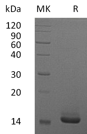 Human GM-CSF +SDS-PAGE-1.jpg
